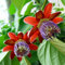 passionsblume winterhart samen - hochbeet, seeds saatgut, extrem winterharte kübelpflanzen winterharte stauden für pralle sonne, rankpflanzen winterhart blumen balkon, stauden samen 500pcs
