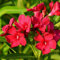 Semillas de flor de adelfa, 100 unidades, color rosa