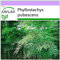 SAFLAX - Moso/Bambù gigante - 20 semi - Phyllostachys pubescens