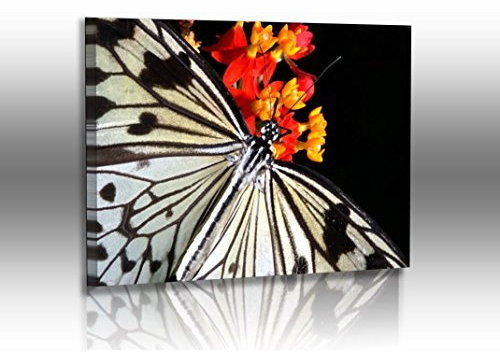 Fotoatelier Dirk Haas Premium Acrylglasbild XXL - Abstrakt - Modern - Bilder - Schmetterling - Bilder - Weiße Baumnymphe - Acrylglas : 60 cm x 40 cm