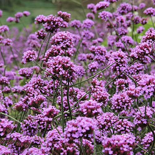 eisenkraut pflanze winterhart samen,Verbena bonariensis,kräutergarten plants blumensamen bienenwiese dachbegrünung winterharte stauden mehrjährig 60 Stück
