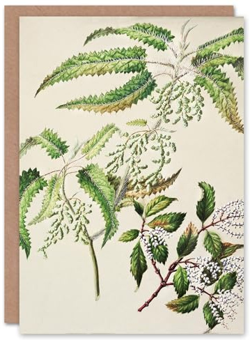 Artery8 Sarah Featon Art Card New Zealand Ongaonga Tree Nettle Plant