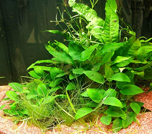 Mühlan - Wasserpflanzensortiment für Barschliebhaber, robuste Aquariumpflanzen, hartlaubig, ausdauernd + Wasserpflanzendünger