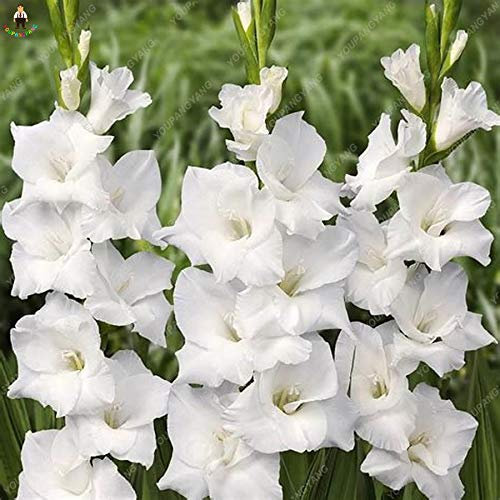 Sumpf frisch 100 Stück Gladiolen Blumensamen zum Pflanzen Weiß