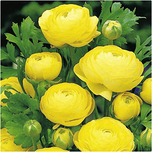 Ranunculus Yellow (Persian Buttercup) X 25 Spring Flowering Bulbs/Corms by Growtanical®