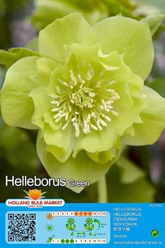 Christrosen : Christrose Schneerose Lenzrose Helleborus Double Green winterhart 1 Rhizom