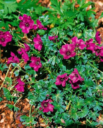 Geranium cinereum 'Purple Pillow' ca. 9x9 cm Topf - Storchschnabel, violette Blüten, Blütezeit Mai-August, ideal für Steingärten, pflegeleicht und winterhart