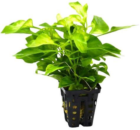 PlantasAcuario Planta acuática ALTERNANTHERA BETTZICKIANA AUREA planta de acuario viva y natural para acuarios plantados en maceta de 5cm
