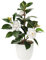Oairse Plantas artificiales de camelia de 28 cm, plantas falsas en macetas, plantas de camelia de imitación en maceta con flores falsas blancas, escritorio, decoración de cocina