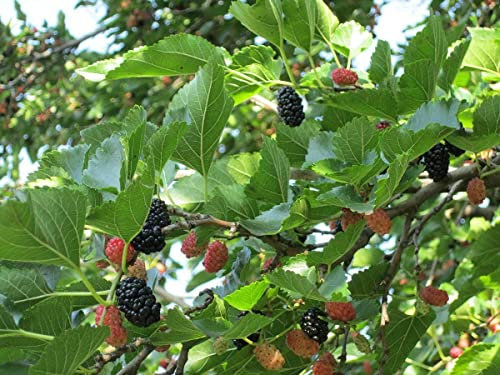 Koreanische Zwerg-Maulbeere Morus acidosa 'Mulle' Pflanze 5-10cm Maulbeerbaum