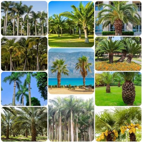 150 Pcs palmensamen mix - balkon pflanzen winterfest,Trachycarpus fortunei,palmen samen blumen samen gartenpflanzen bonsai baum garten geschenk baumsamen pflanzen winterhart bonzai