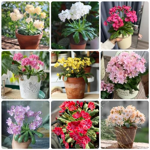 500 Pezzi Semi Di Piante Di Lewisia - Piante Rare, Semi Aiuola (Cotiledone Lewisia) Copertura Del Terreno, Fiori Resistenti Regali Sostenibili Per Le Donne Piante Esotiche Resistenti