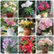 500 Pezzi Semi Di Piante Di Lewisia - Piante Rare, Semi Aiuola (Cotiledone Lewisia) Copertura Del Terreno, Fiori Resistenti Regali Sostenibili Per Le Donne Piante Esotiche Resistenti