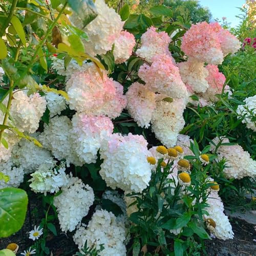 Semi di ortensia paniculata resistenti all'inverno, piante da giardino roccioso resistenti, Ortensia paniculata, semi di fiori selvatici piante rare decorazione da giardino per 120pcs