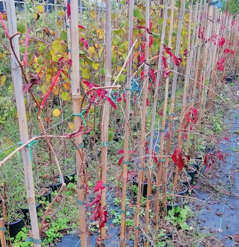Vite Canadese, 2 piante, altezza 100/120 cm, vaso Ø16, Vite americana, Parthenocissus quinquefolia