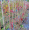 Vite Canadese, 2 piante, altezza 100/120 cm, vaso Ø16, Vite americana, Parthenocissus quinquefolia