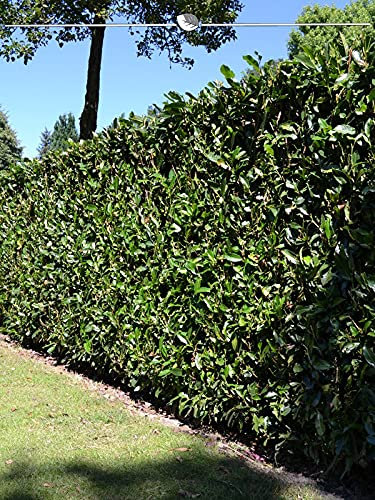 Portugiesischer Lorbeer 100-120 cm IM TOPF. 8 Lorbeeren. Kirschlorbeer Hecke