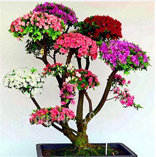 Ponak Neue 100 PC Azalee Blumensamen für schöne Gartenmischfarbe 2