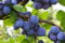 1 Pflaumenbaum President 120-150cm im Topf Obstbaum Pflaume Prunus domestica