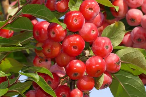 Crab Apple Trees, 'Red Sentinel', 1 x Full Plant in a 10 Litre Pot, 1.4m-1.6m Height, Garden Ready and Ready to Plant, Premium Quality Trees