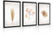 Estika Bilder set mit rahmen - Pampasgras - Wählen größe (3x A2 oder 3x A3) und farbe des rahmens (4 Farben) - Moderne deko poster set, Wandbild wohnzimmer oder schlafzimmer