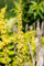 Verbascum densiflorum ca. 9x9 cm Topf - Großblütige Königskerze, gelbe Blüten, Blütezeit Juni-August, bienenfreundlich, ideal für naturnahe Gärten
