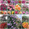 ZTZHYZR 1000 Semillas De Rosas Trepadoras, Crecimiento Rápido, Semillas De Rosas De Colores Mixtos, Plantas Perennes Resistentes para Jardín, Hogar, Balcón, Patio, Decoración