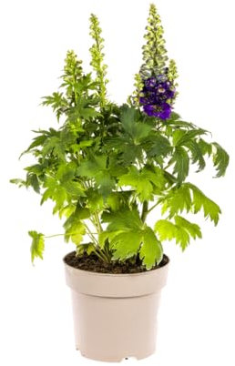 Delphinium Elatum - fiori viola - 45-60cm - Ø19cm - Pianta da giardino