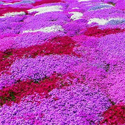 Nuovo impianto di arrivo semi Phlox Four Seasons semina di piante Bonsai in vaso per la casa giardino 100 semi / pacchetto fai da te