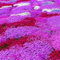 Nuovo impianto di arrivo semi Phlox Four Seasons semina di piante Bonsai in vaso per la casa giardino 100 semi / pacchetto fai da te