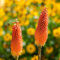 Bio Fackellilie orange-rot, Topf 11x11 cm, 3 Pflanzen