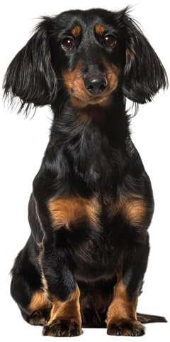 Fensterbild Dachshund I Dackel I beidseitig bedruckt I 37,6 x 28,5 cm I statisch haftend I wiederverwendbar I dv1320