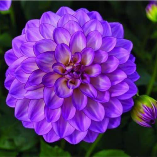 dahlien -dahlien knollen großblumig winterhart -dahlien knollen winterhart rot- knollen dahlien knollen xxl - dahlien knollen winterhart