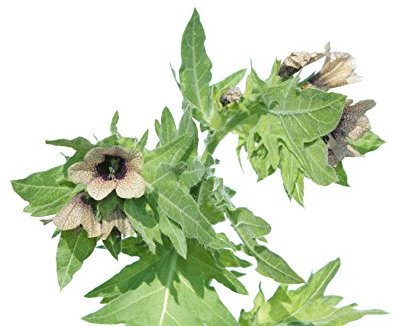 Schwarzes Bilsenkraut Hyoscyamus niger 150 Samen