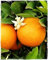 Orangenpflanze 'Citrus Sinensis' - im Topf: Ø 22 cm - H. 80/90 cm