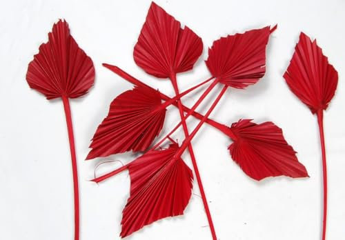 50 STK Palmspeer rot Bordeaux mittelrot dunkelrot Exoten Getrocknete Palmblätter 30cm Getrocknete Palmspeere Trockendeko Trockenblumen Dschungel Deko Allerheiligen Herbstdeko Gesteckdeko Grabschmuck
