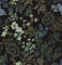 Timeet Klebefolie Schwarz Selbstklebende Tapete Blumen Blätter 41x300cm Möbelfolie Selbstklebend Folie Botanisch Möbelaufkleber Wasserdichte Vinyl Folie für Möbel Schlafzimmer