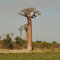 30 Stück Baobab-Baumsamen