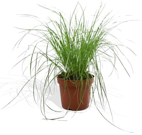 DutchLeafs Cyperus Zumula Echtes Katzengras 1 Stück - Topf 12 cm - Frisches Katzengras für Katzen Fertig Gewachsen Zyperngras Ungiftig Pflegeleichte Zimmerpflanze - Höhe 20-25 cm
