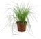 DutchLeafs Cyperus Zumula Echtes Katzengras 1 Stück - Topf 12 cm - Frisches Katzengras für Katzen Fertig Gewachsen Zyperngras Ungiftig Pflegeleichte Zimmerpflanze - Höhe 20-25 cm