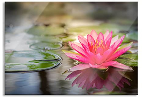 Pixxprint Glasbild, Wandbild aus Echtglas, Anmutige Seerose mit Blättern, 100x70 cm, inkl. Aufhängung und Abstandshalter