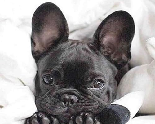 Weiniuniu5D DIY Diamond Painting Kit Französische Bulldogge Kristall-Strasssteinen Bilder Set Diamond Arts Craft Malerei Erwachsene Home Wanddekoration 40x50 cm