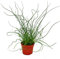 Exotenherz - Liebeslocke, Juncus effusus Spiralis, Korkenzieherbinse 12cm