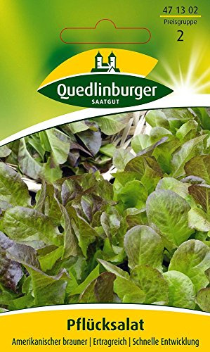 Salatsamen - Pflücksalat Amerikanischer brauner von Quedlinburger Saatgut