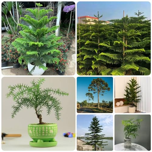 50 Pc Semillas De Araucaria - Araucaria Heterophylla - Plantas Perennes Resistentes, Árboles Bonsái Reales Semillas De Araucaria Araucana, Bonsái De Interior Bonsái, Plantas De Balcón