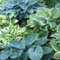 Funkien zwiebeln,Hosta wurzel,Winterharte mehrjährig blumenzwiebeln,Funkien knollen winterharte,funkien kaufen,funkien rhizome,hosta plant,hostas funkien,hosta pflanze winterhart.-4zwiebeln-greenF