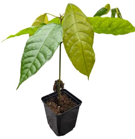 1 Albero di cioccolato | Theobroma Cacao | Varietà Colorado | Semi dal Sud America | Raro in UE | Coltivazione indoor | Produzione chicchi pregiati
