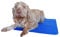 Rosewood Chillax Cool Pad, Large, 60 x 90 cm