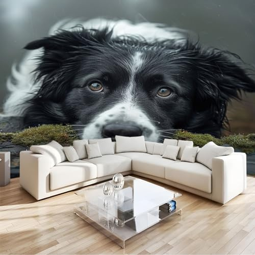 Poster Giganti da Parete collie di confine animale Fotomurale Carta da Parati TNT Murale alla Moda Decorazione da Muro fotografica 300x210 cm Murale per Camera Letto Sala