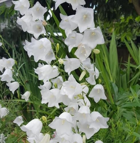 1 Pack of 300 SEEEDS Campanula White Persicifolia